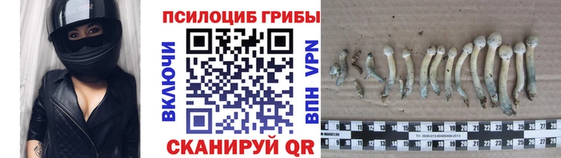 Псилоцибиновые грибы Psilocybe  Купить где  Горняк 